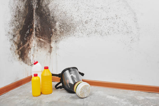 Best HVAC Mold Remediation in Byron, GA