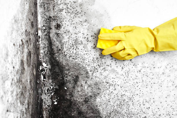 Best DIY Mold Remediation Support Services in Byron, GA