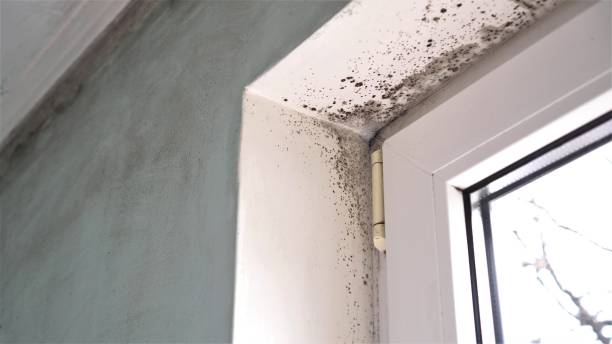 Best Mold Remediation for Specific Building Types in Byron, GA