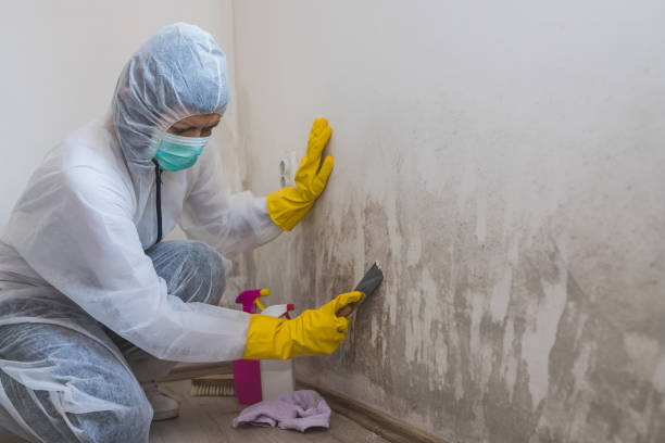 Best Emergency Mold Remediation in Byron, GA