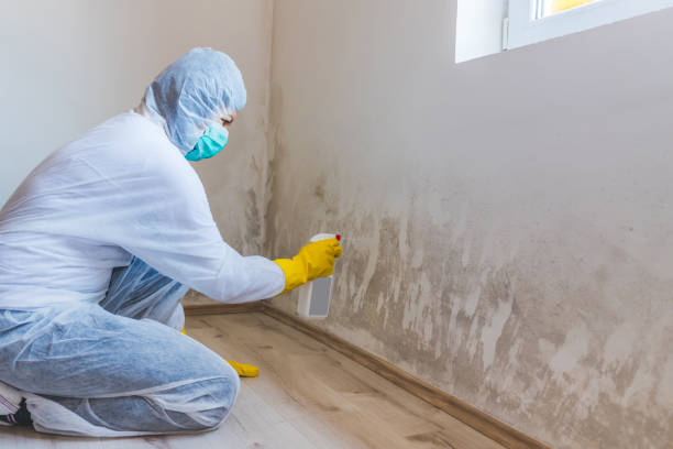 Best Industrial Mold Remediation in Byron, GA