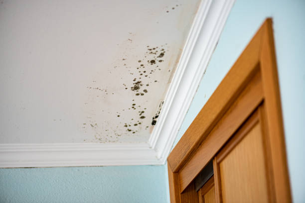 Best Attic Mold Remediation in Byron, GA
