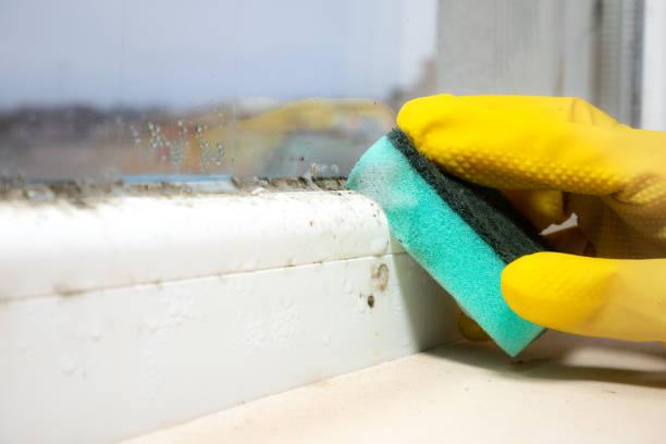 Best Crawl Space Mold Remediation in Byron, GA