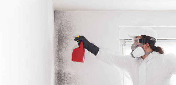 Best Residential Mold Remediation in Byron, GA