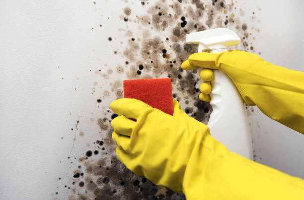Best Residential Mold Remediation in Byron, GA
