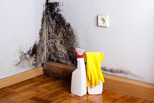 Best Bathroom Mold Remediation in Byron, GA